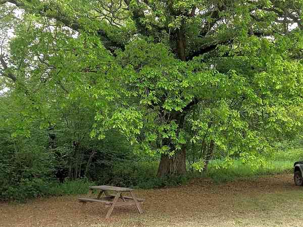 Pitch between an old oak tree and the stream Pitch between an old oak tree and the stream