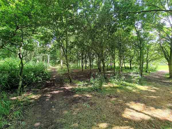 Non-electric grass tent pitch (wild, woodland)