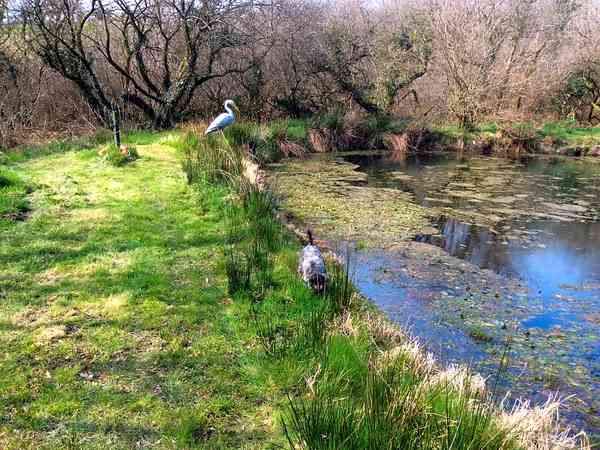 See if you can spot kingfishers, herons or mallards at the wildlife pond See if you can spot kingfishers, herons or mallards at the wildlife pond