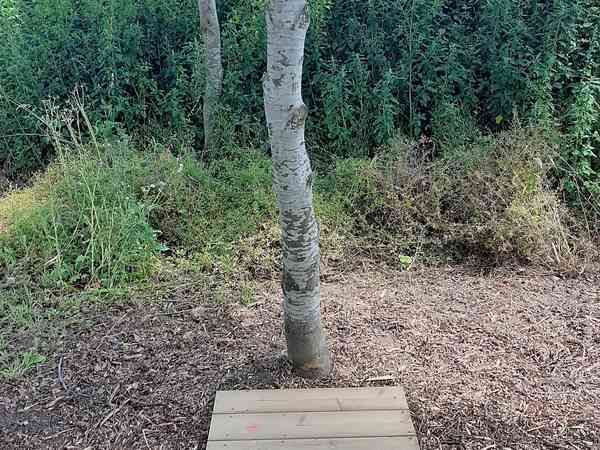 Woodland primitive grass site