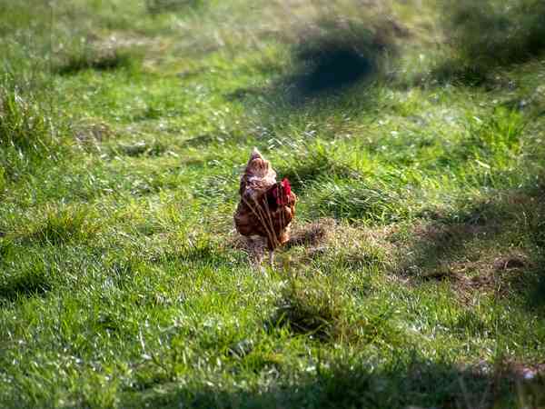 #1 non-electric grass pitch (2 adults and 4 children, maximum 2 adults)
