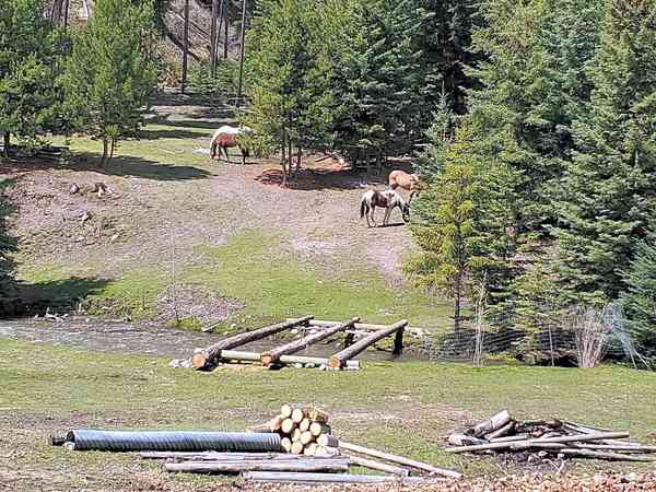 Emplacement sur sol forestier sans électricité