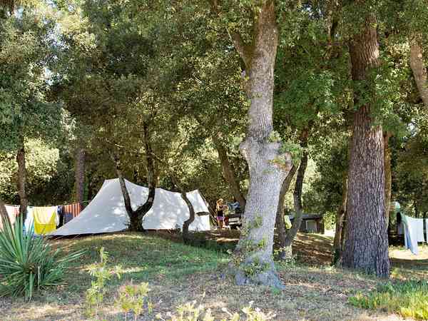Emplacement pour tente sur sol forestier avec électricité