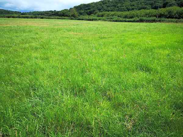 Powered grass tent or RV site