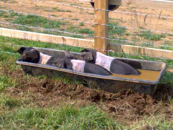 Weaner non-electric grass tent pitch