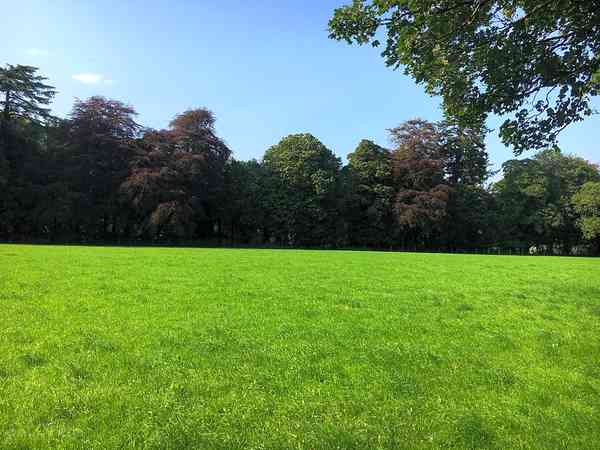 Green grass and blue skies Green grass and blue skies
