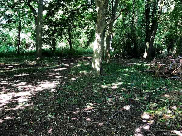 Non-electric forest floor tent pitch (woodland)