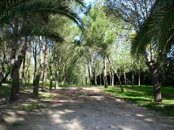 Parcela sobre suelo de bosque con electricidad