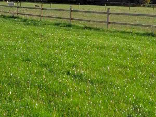 South-facing grass pitch South-facing grass pitch