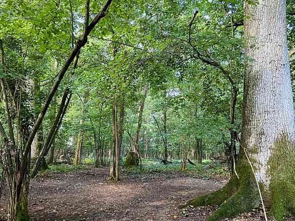 Lote autocaravana de casca de árvore sem eletricidade (bosque)