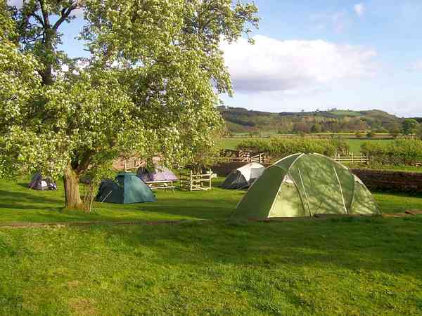 Grass tent pitches in the apple orchard Grass tent pitches in the apple orchard