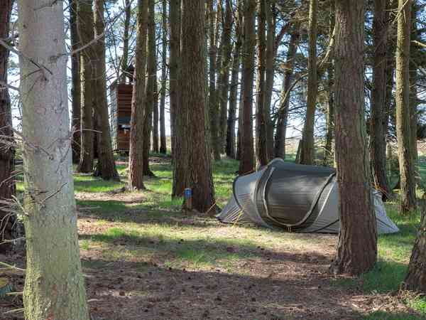 Castle View non-electric forest floor tent pitch (adults only, private bathroom amenities, small, wild, woodland)