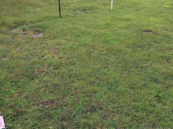 Non-electric grass tent pitch