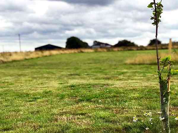 Non-electric grass tent pitch