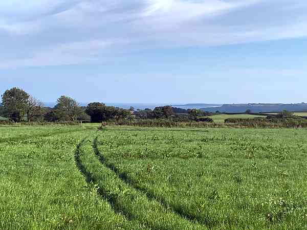 Primitive grass trailer site