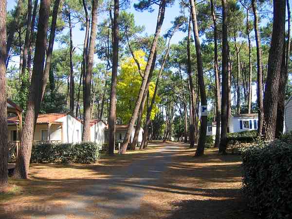 Among pine trees Among pine trees