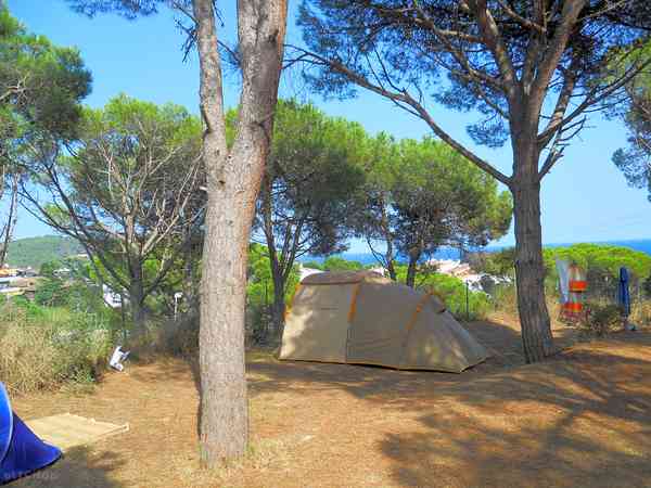 Pitch under the trees Pitch under the trees