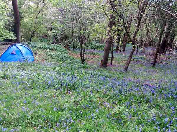 Tente à louer sur place Bluebell Wood