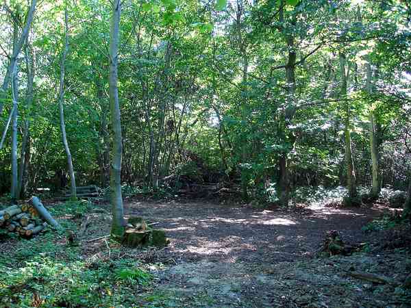 Parcela sobre suelo de bosque sin electricidad para tienda (zona arbolada)