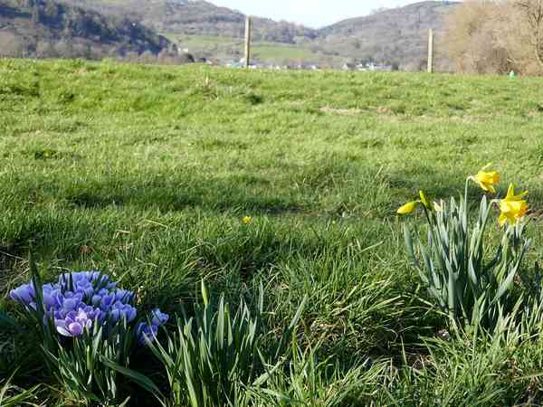 Primitive grass tent site
