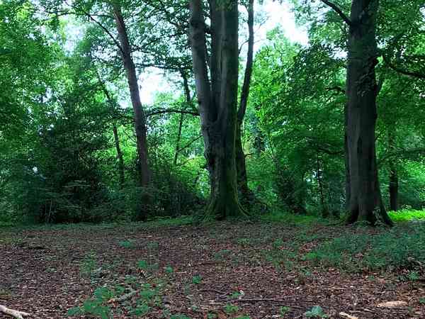 Emplacement pour tente sur sol forestier sans électricité (sauvage)