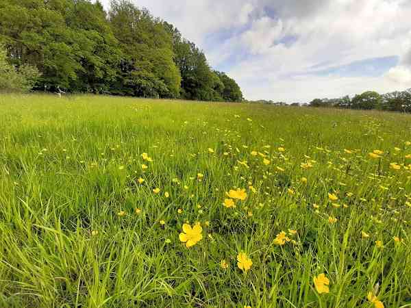 Grasbewachsener Zelt-Stellplatz ohne Stromanschluss