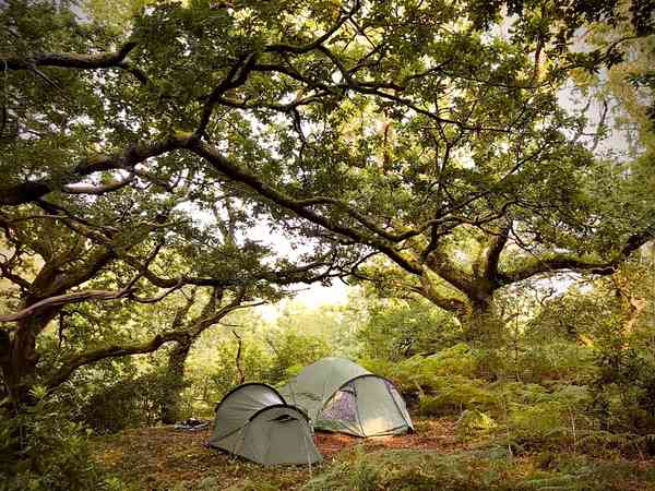 Oak Woodland non-electric earth tent pitch