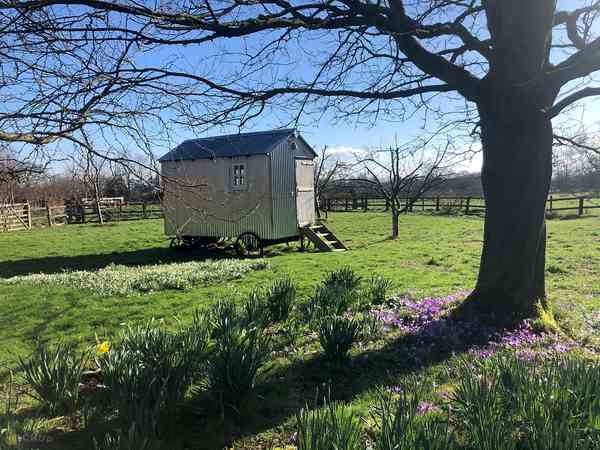 Pippin shepherd's hut