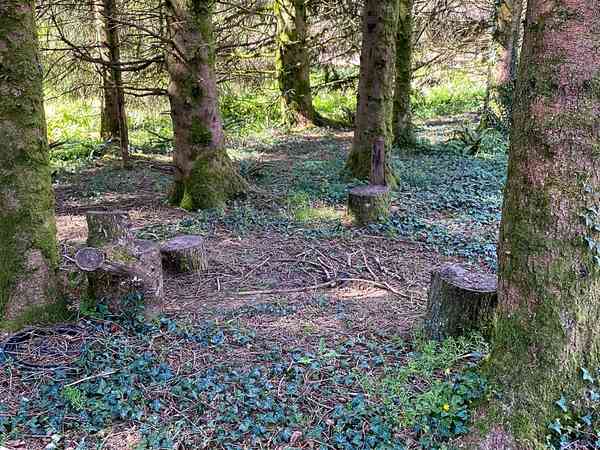 Emplacement pour tente sur sol forestier sans électricité (espace boisé)
