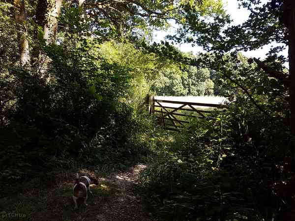 Emplacement pour tente (Pond) sur sol forestier sans électricité (réservé aux adultes)