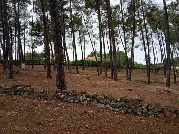 Forest pitches Forest pitches