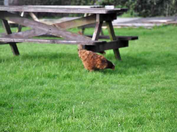 Grand Camp Maisy electric grass and earth tent or motorhome pitch