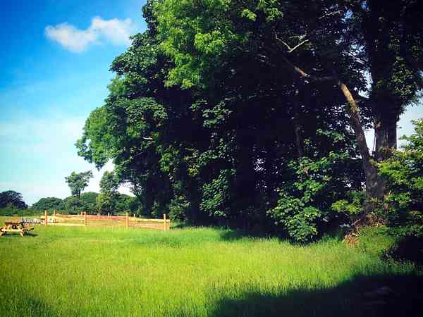 Hay Meadow non-electric grass tent pitch