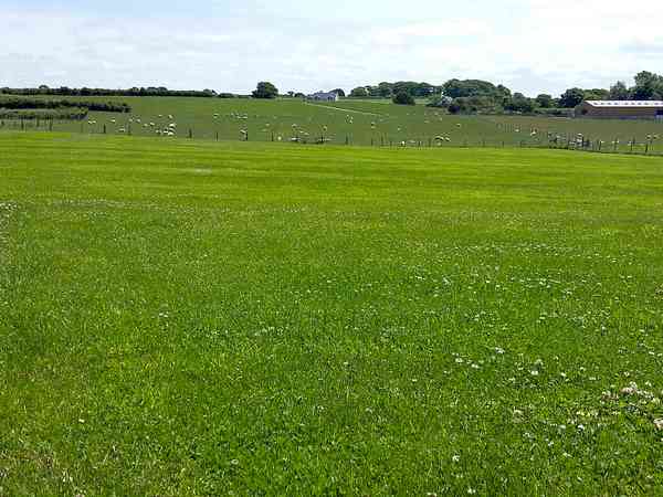 The grass field The grass field