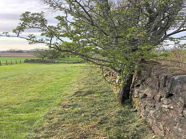 Electric grass tent pitch