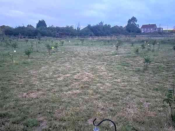 Emplacement pour tente (Wild forest) sur herbe sans électricité (isolé)