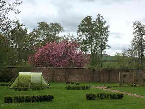 Walled Garden non-electric grass tent pitch (disabled friendly)