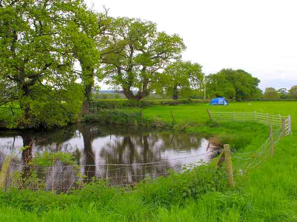 Peace and quiet by the pond ... plenty of lovely pitches here at Manor Farm Peace and quiet by the pond ... plenty of lovely pitches here at Manor Farm