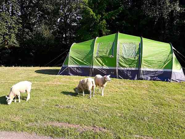 Electric grass tent pitch
