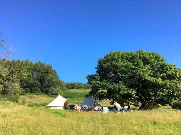 The Oak Tree 1 non-electric grass and earth tent pitch (premium)