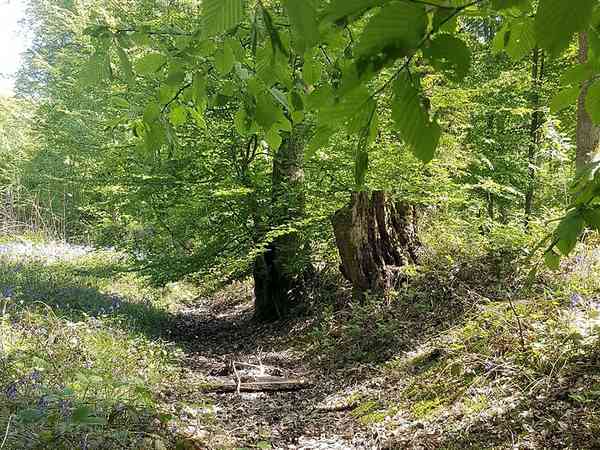 Lush and leafy scene in the woodland Lush and leafy scene in the woodland