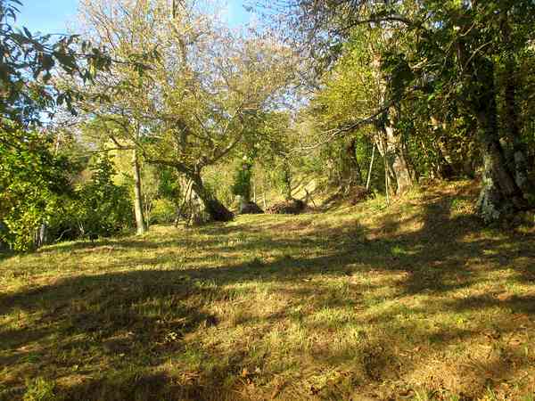 Piazzola tenda Castiglione su sottobosco senza elettricità