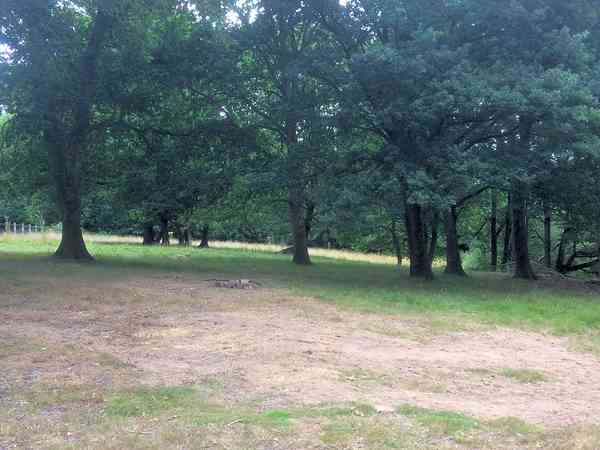 Emplacement pour tente (Oak Tree) sur sol forestier sans électricité