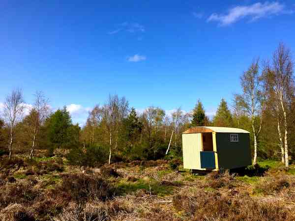 The shepherd's hut in its private woodland setting The shepherd's hut in its private woodland setting