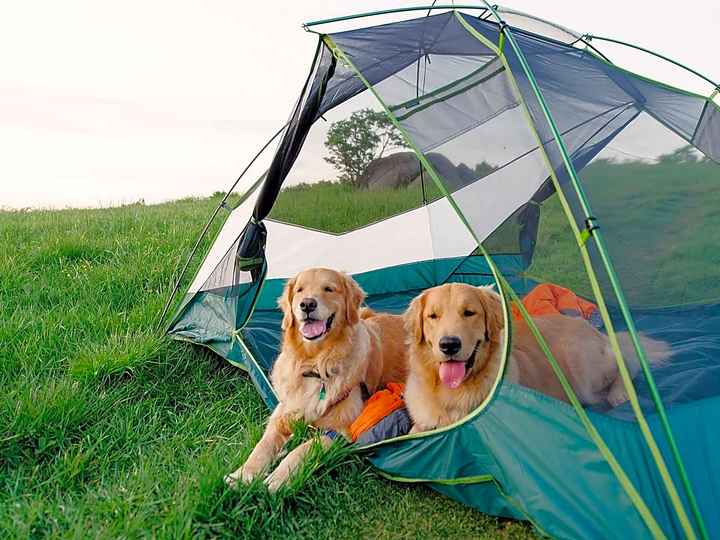 Bring a pup tent