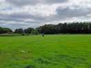 The feild