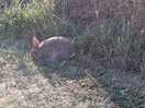 Excellent wildlife