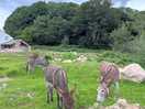 Donkeys!!