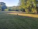 One of the dog areas