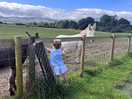 Some of the donkeys at the farm - all were very friendly!